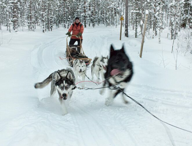 When you are in the eastern region of Finland in the winter a dog sledding adventure is a must. It was our means of transportation from one guest house to our next hotel. The dogs at Routa Travel are simply beautiful, friendly and love to run. Most importantly they are very well taken care of.

http://www.hecktictravels.com/dog-sledding
