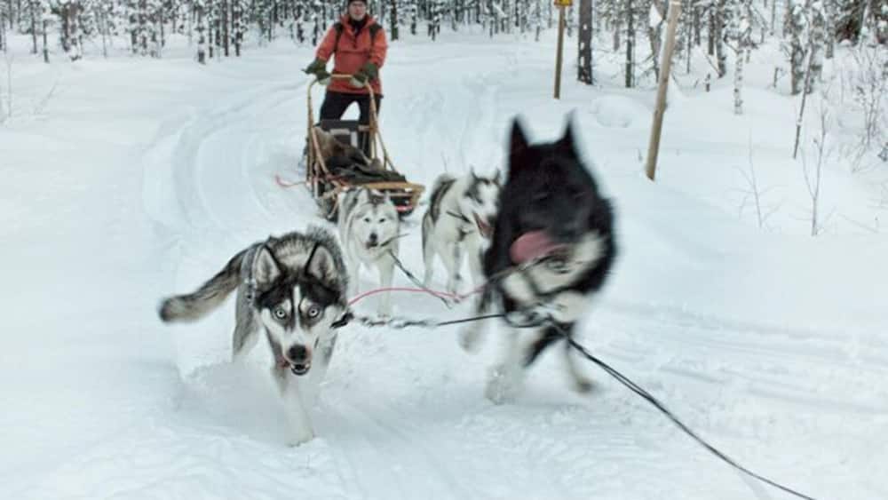 When you are in the eastern region of Finland in the winter a dog sledding adventure is a must. It was our means of transportation from one guest house to our next hotel. The dogs at Routa Travel are simply beautiful, friendly and love to run. Most importantly they are very well taken care of.
http://www.hecktictravels.com/dog-sledding