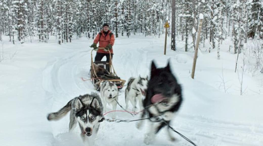 When you are in the eastern region of Finland in the winter a dog sledding adventure is a must. It was our means of transportation from one guest house to our next hotel. The dogs at Routa Travel are simply beautiful, friendly and love to run. Most importantly they are very well taken care of.
http://www.hecktictravels.com/dog-sledding