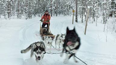 A person in a red jacket pulling a sled with three huskies in a snowy forest.
