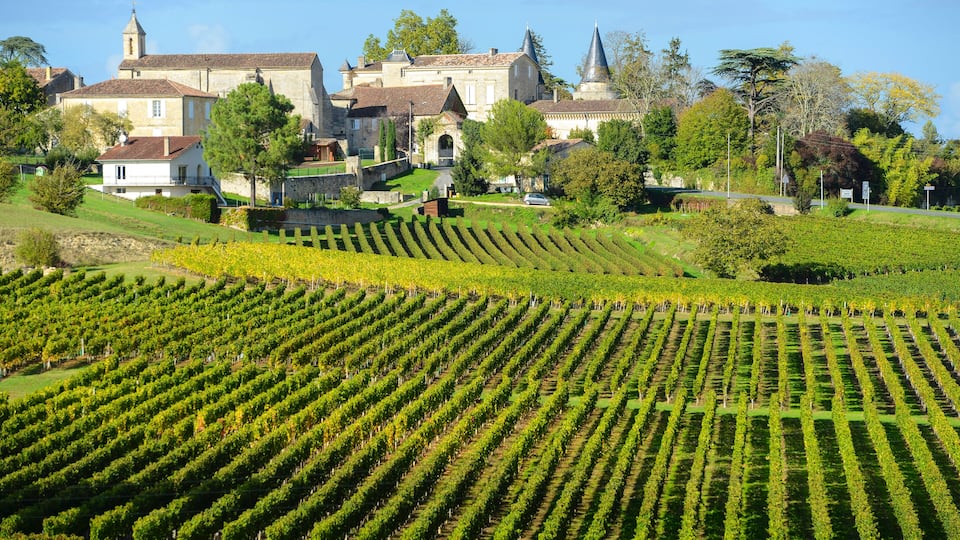 A vineyard with rows of grapevines, a historic building with a tower, and a church with a spire.