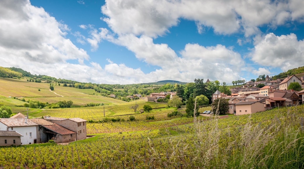 Paysages de vignobles en Bourgogne