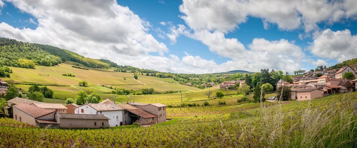 A rural landscape with vineyards, rolling hills, and traditional houses.