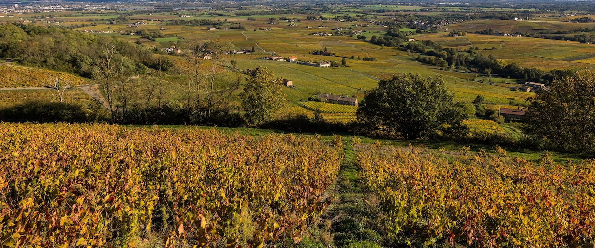 Paysage de la plaine de Villefranche-sur-Saône depuis le sommet du Mont Brouilly