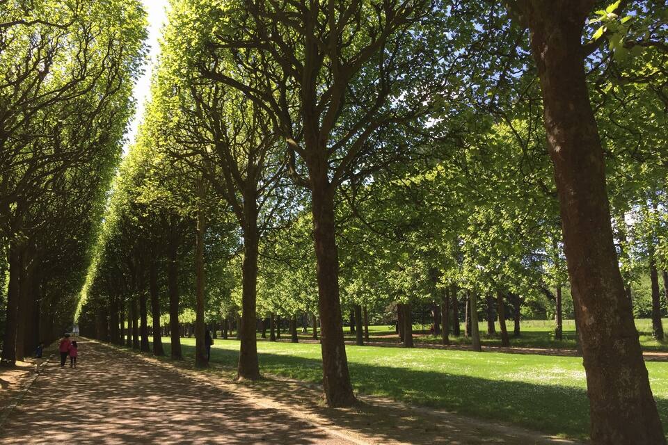 A tree-lined path in a park with sunlight filtering through the leaves.