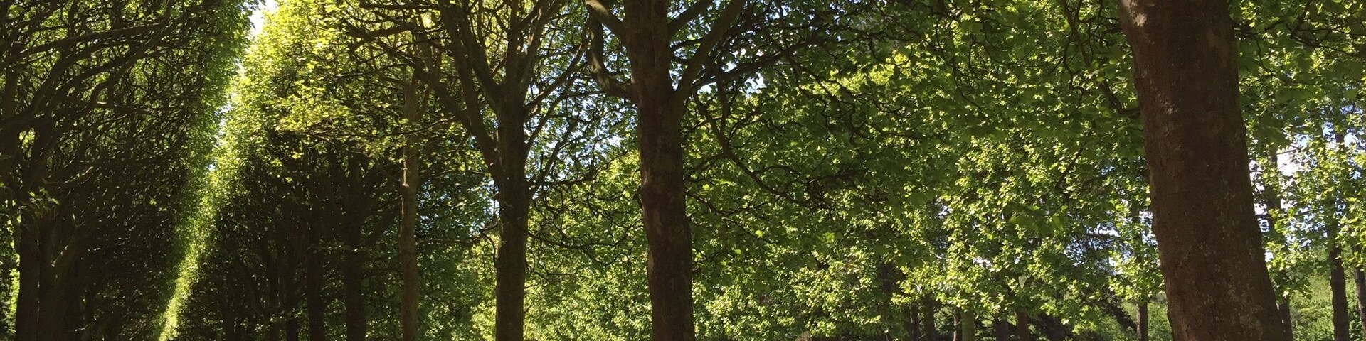 Walking in green light