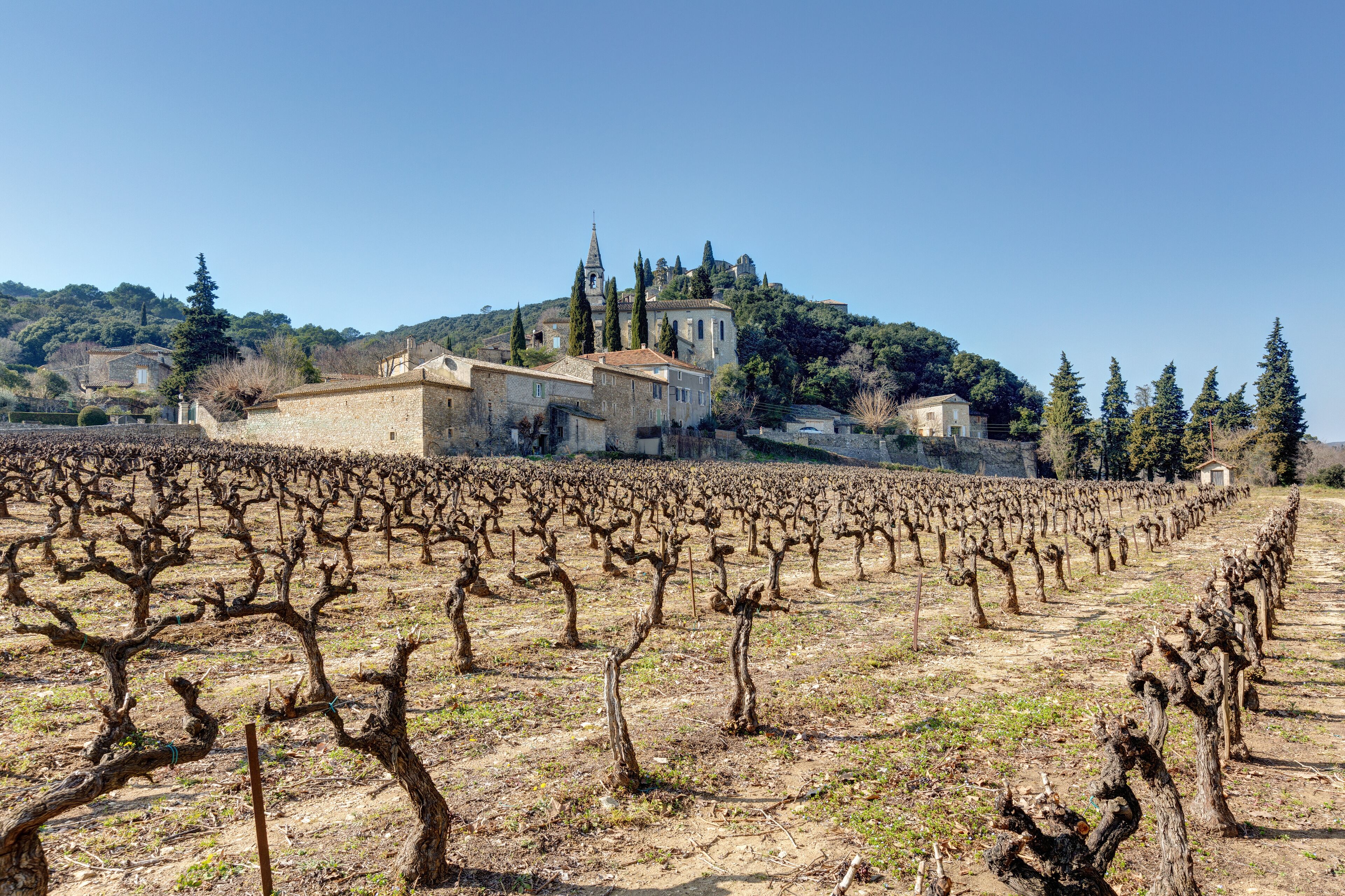 A vineyard with rows of pruned grapevines and a historic building in the background.