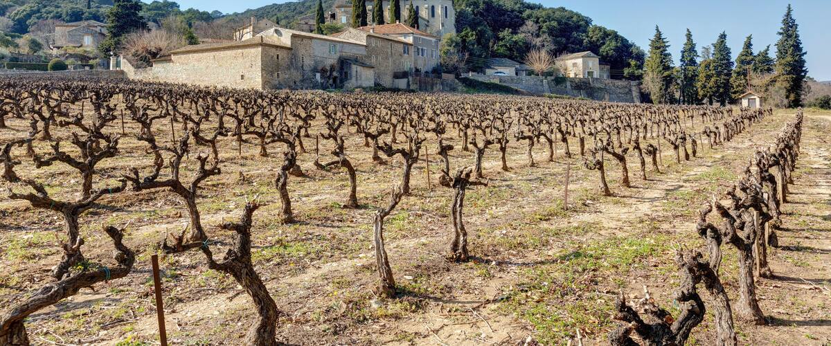 A vineyard with rows of pruned grapevines and a historic building in the background.