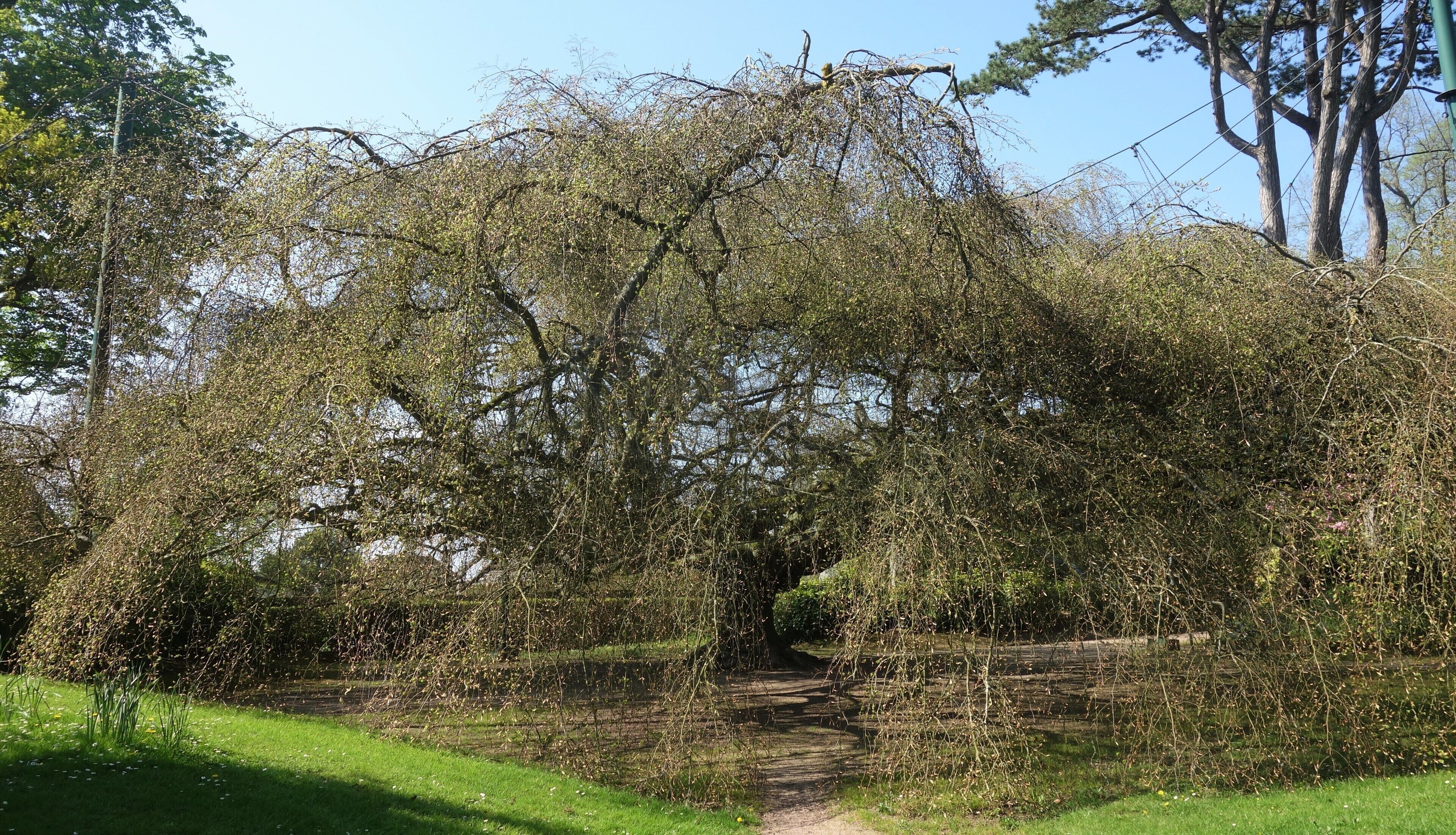 Have you ever seen a tree like this? It's the crown jewel of the Botanic Garden of Bayeux, a centuries-old weeping beech (hêtre pleureur). The crown has a wingspan of about 40 metre and would cover about 1,250 m². (Spring 2018)