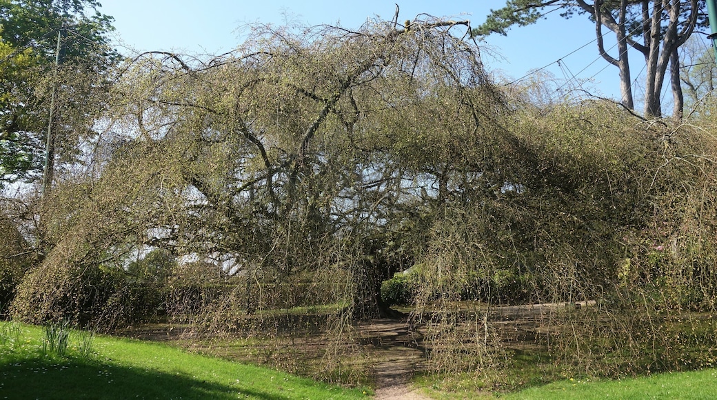 Have you ever seen a tree like this? It's the crown jewel of the Botanic Garden of Bayeux, a centuries-old weeping beech (hêtre pleureur). The crown has a wingspan of about 40 metre and would cover about 1,250 m². (Spring 2018)