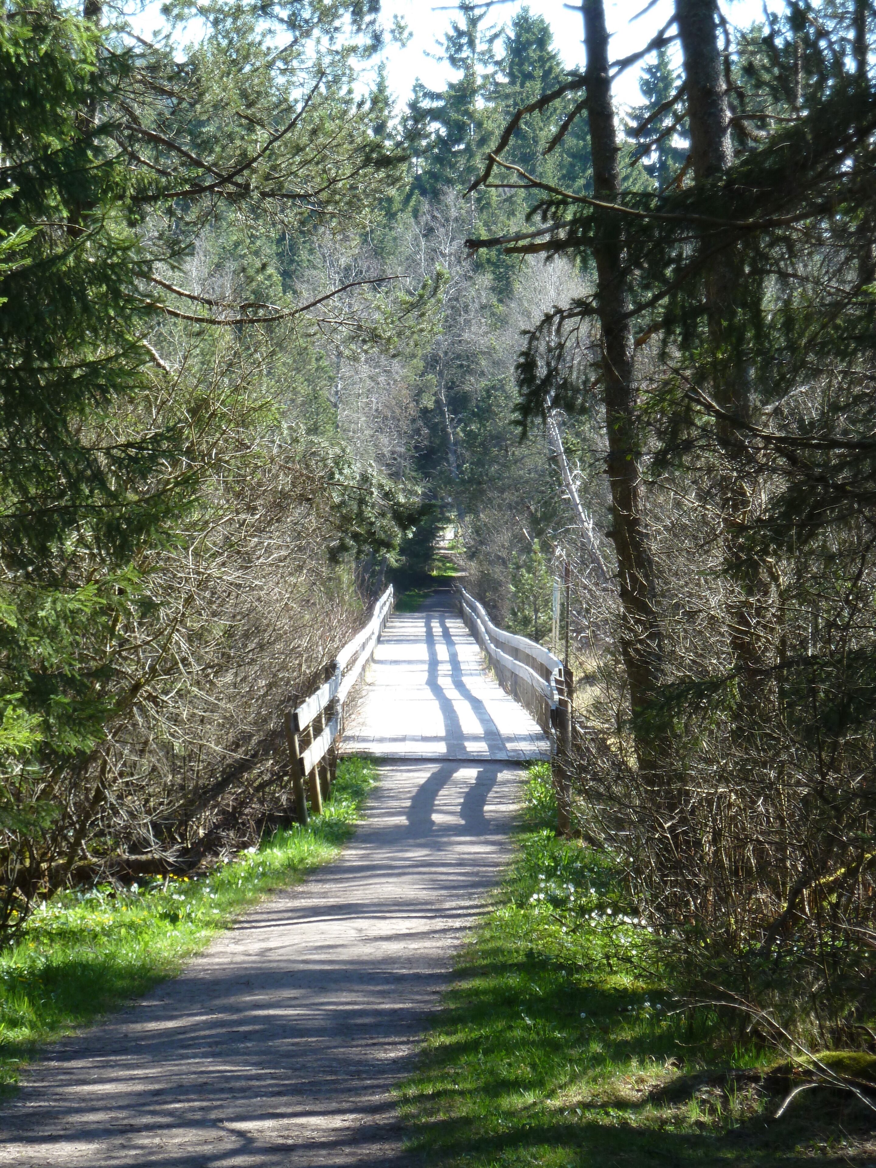 A narrow forest path with a wooden bridge.