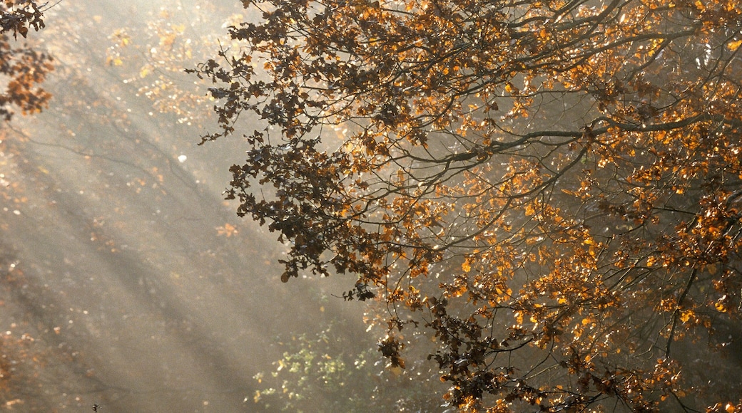 Rayons de soleil, lever du jour, forêt domaniale de Sénart, 91, Essonne, France