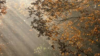 Rayons de soleil, lever du jour, forêt domaniale de Sénart, 91, Essonne, France