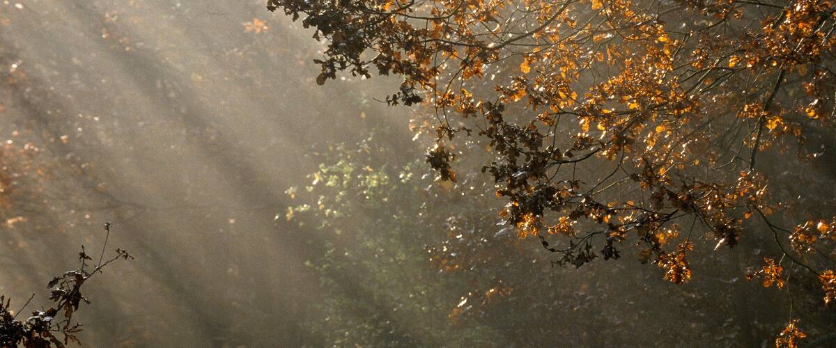 A forest with sunlight filtering through the trees.