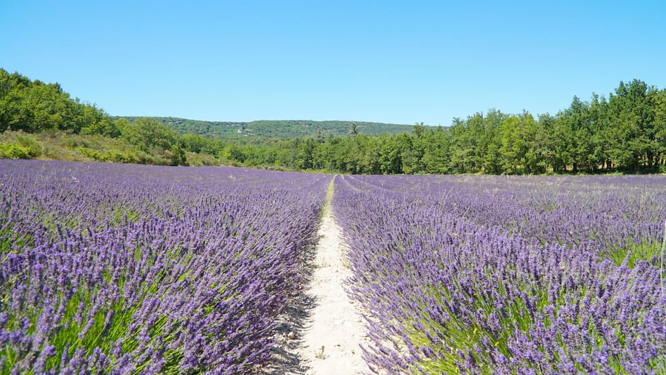 Abbaye Notre-Dame de Sénanque church and purple lavender field on Corsica Island, France.