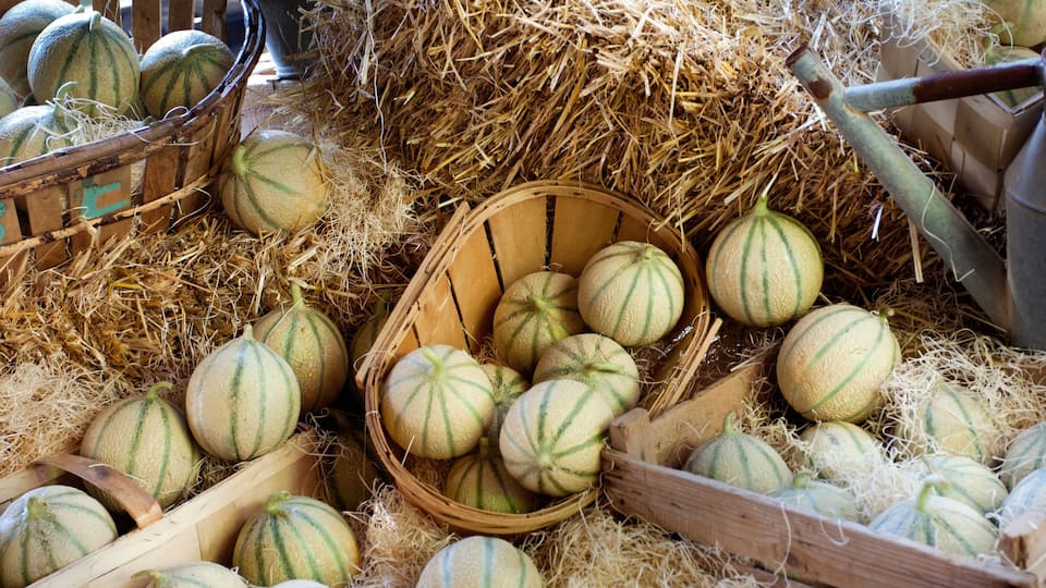 Melones de Cavaillon (Provence)
