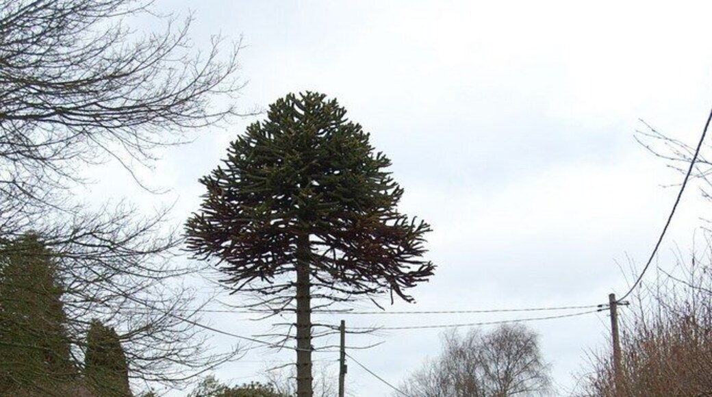 Monkey Puzzle Tree, Furnace Lane