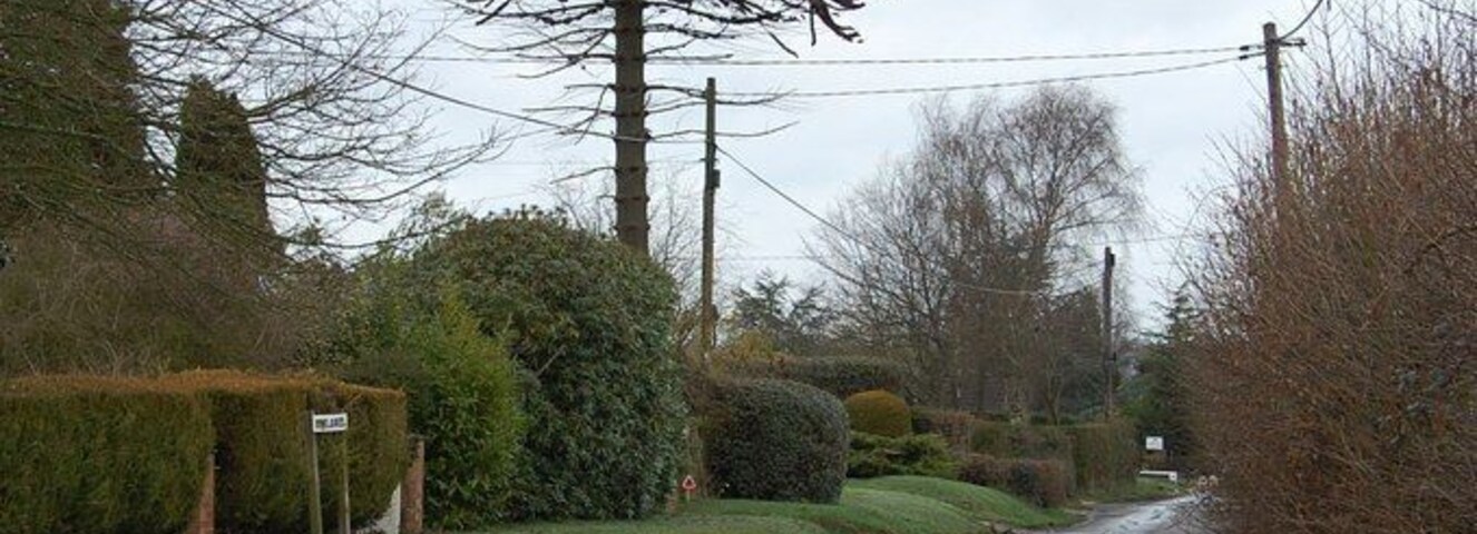 Monkey Puzzle Tree, Furnace Lane