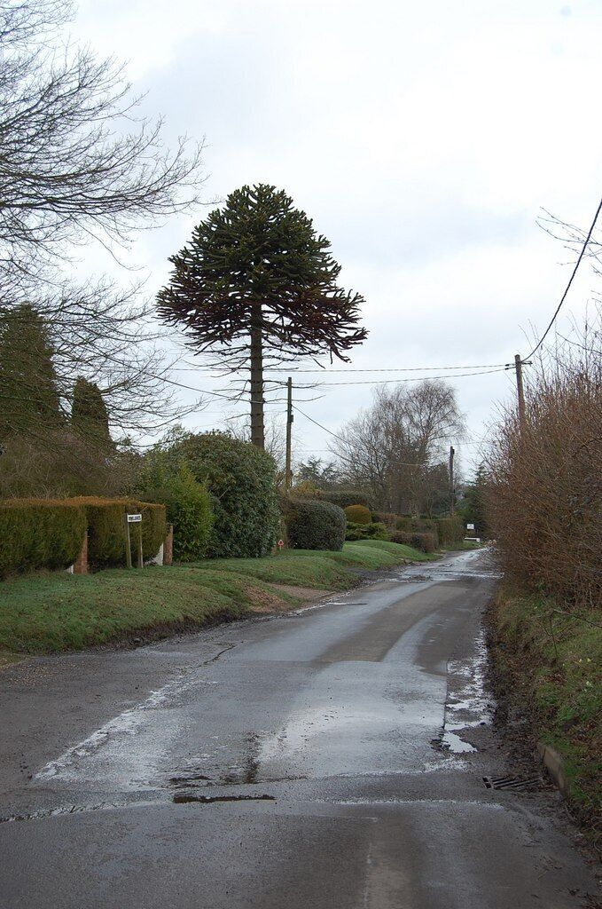 A rural road with a large tree on the left and a hedge on the right.