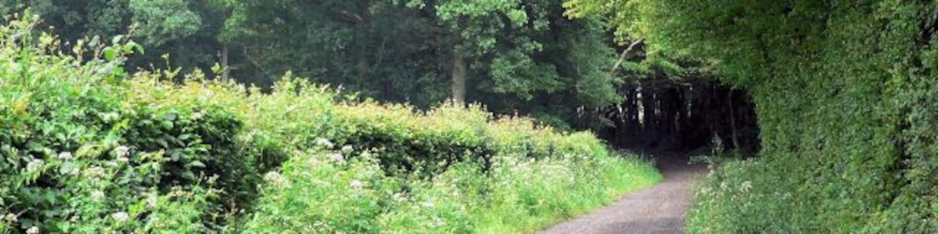 Track through Knelle Wood Access track for several private dwellings