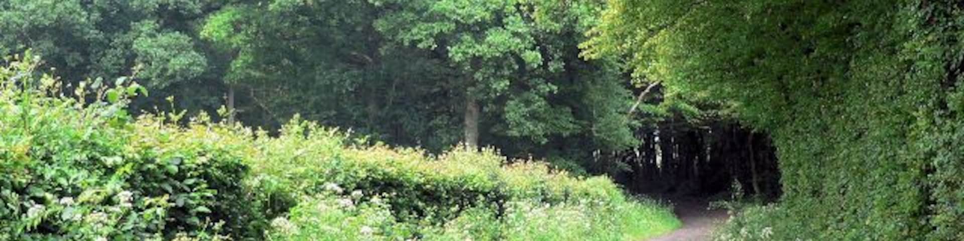 Track through Knelle Wood Access track for several private dwellings