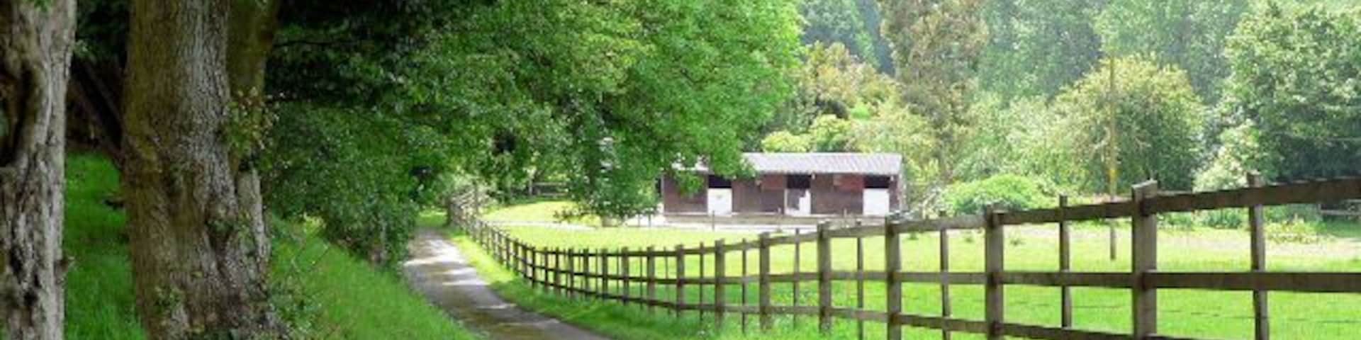 Track to Cherry Tree Cottage Are horses returning to the numbers of medieval times?