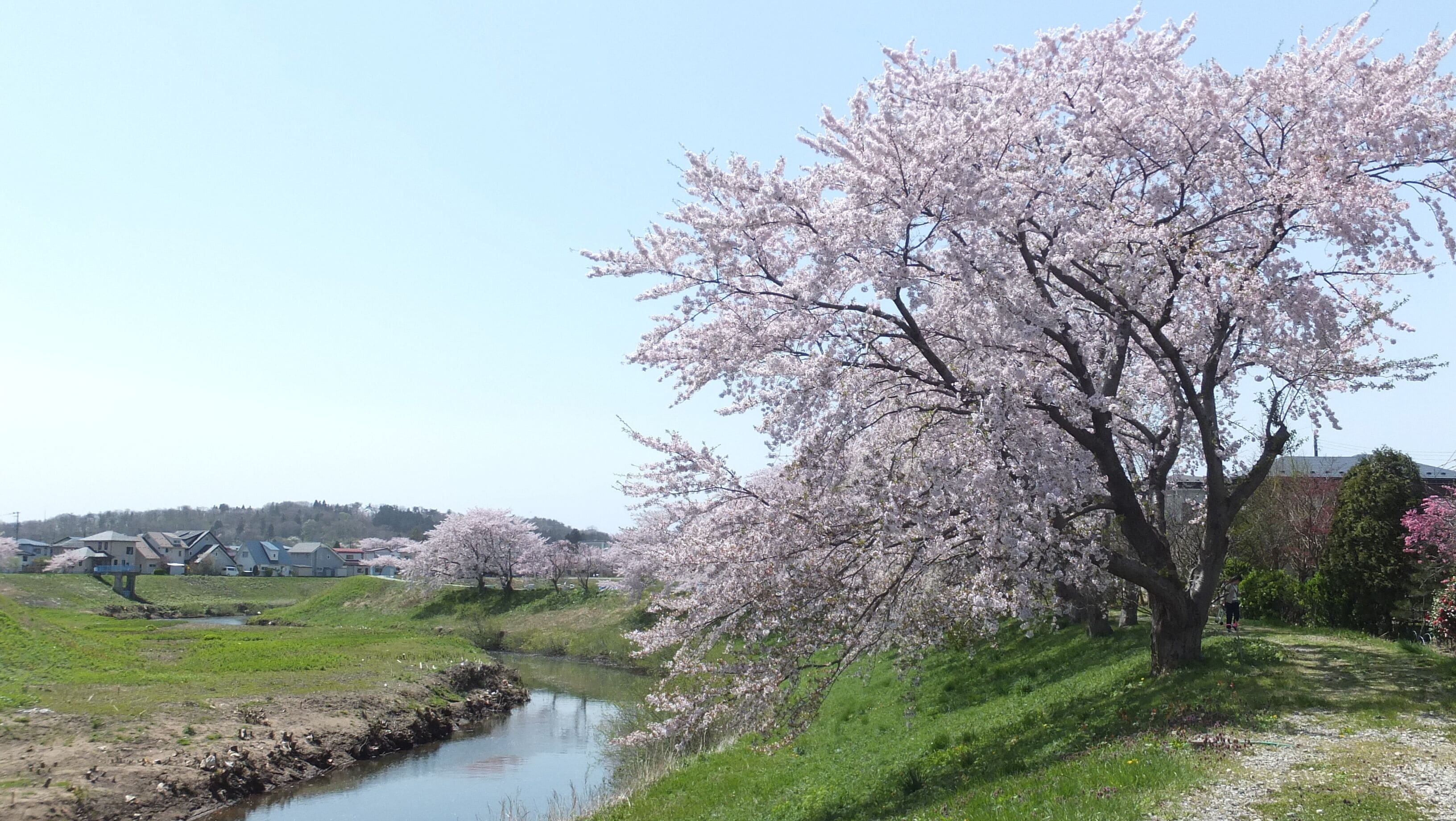 太平川沿いの桜並木