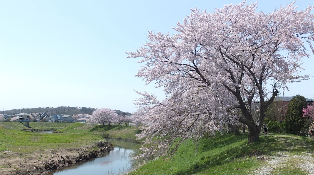 太平川沿いの桜並木