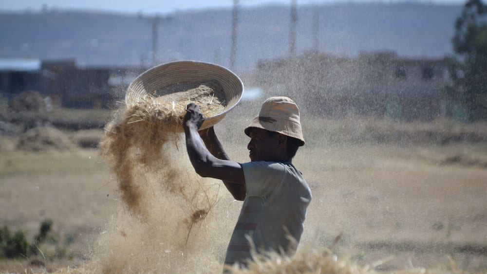 Sightseeing Aksum in a Bajaj (tuk tuk) gave me the opportunity to see the countryside and how the local farmers were harvesting their crops, very manually.
#ethiopia #aksum #people #countryside