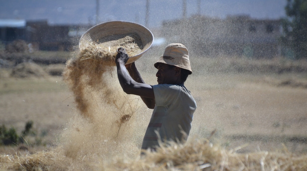 Sightseeing Aksum in a Bajaj (tuk tuk) gave me the opportunity to see the countryside and how the local farmers were harvesting their crops, very manually.
#ethiopia #aksum #people #countryside