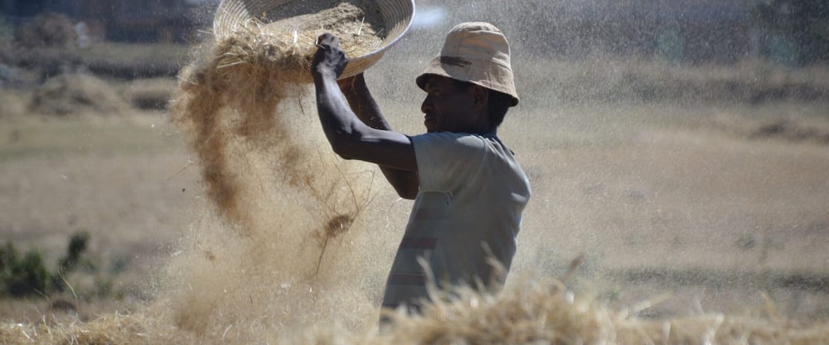 A person in a hat and sleeveless shirt handling a large woven basket filled with hay.