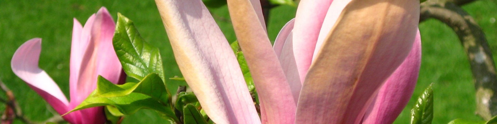 Fleur de Magnolia liliiflora Desr. 'Nigra' (Magnolia à fleur de lis (cultivar)) in Arboretum de la Vallée-aux-Loups