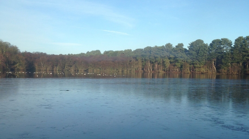 One of the several pools found in Sutton Park.