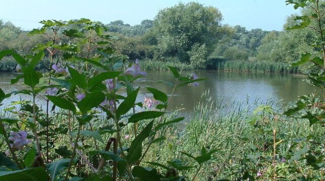 The Scrape. Looking into the pool at SP208929 from Bird Hide
