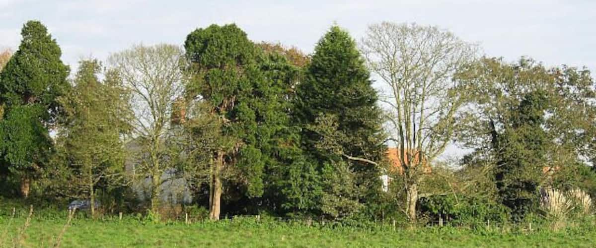 A grassy field with trees and a fence.