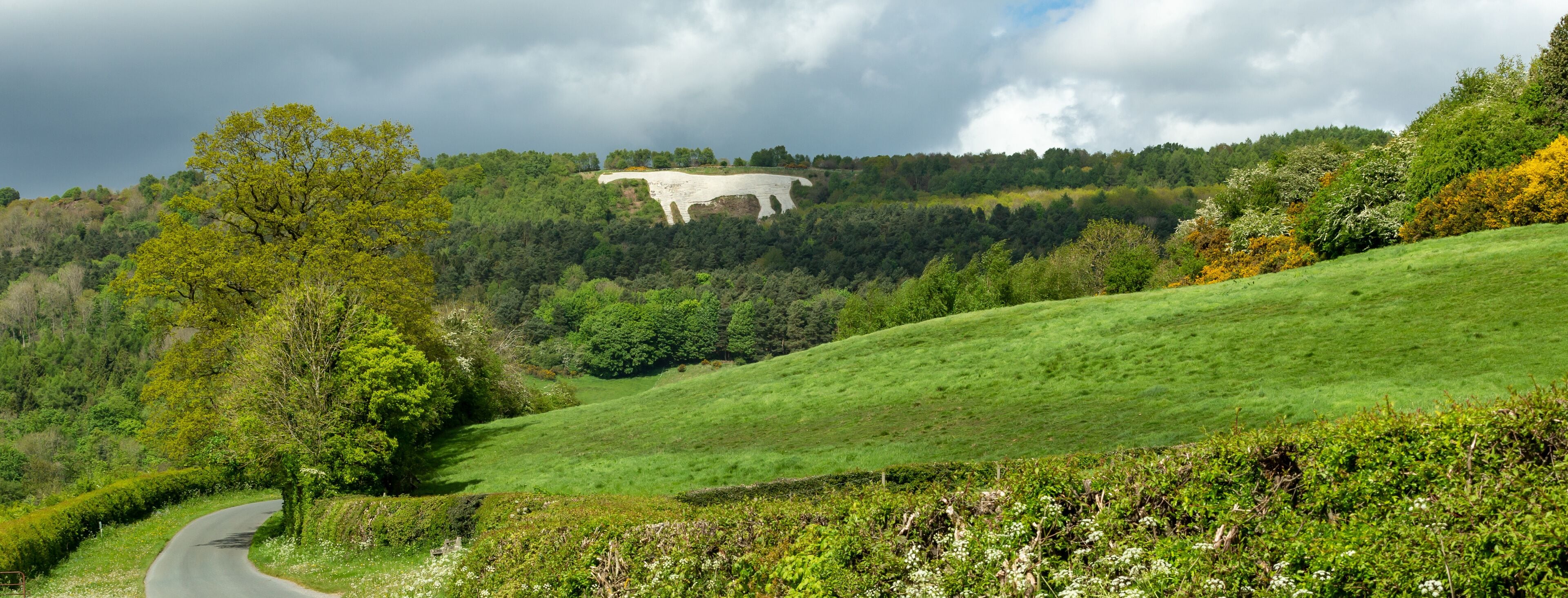 Panoramic view of the beautiful countryside around Kilburn, near Thirsk in North Yorkshire, with single track road, hedges, wildflowers, green fields and gorse bushes.  Horizontal, space for copy.