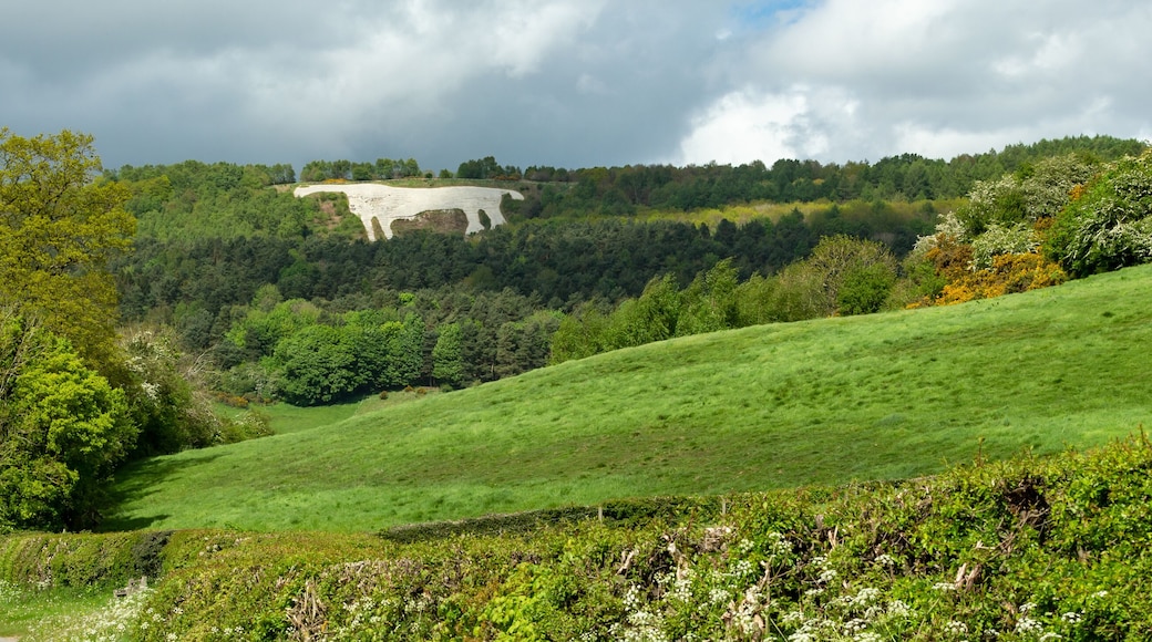 Panoramic view of the beautiful countryside around Kilburn, near Thirsk in North Yorkshire, with single track road, hedges, wildflowers, green fields and gorse bushes. Horizontal, space for copy.