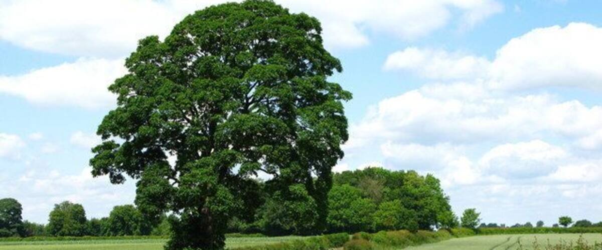 Sandfield Lane Approaching the village of Holme.