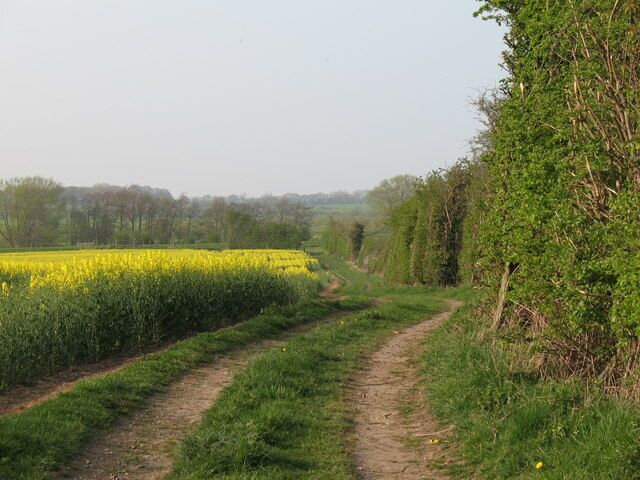Fieldside Track Where did the path go? The footpath disappears into a field of rapeseed nearby, but a good track continues towards the Swale.