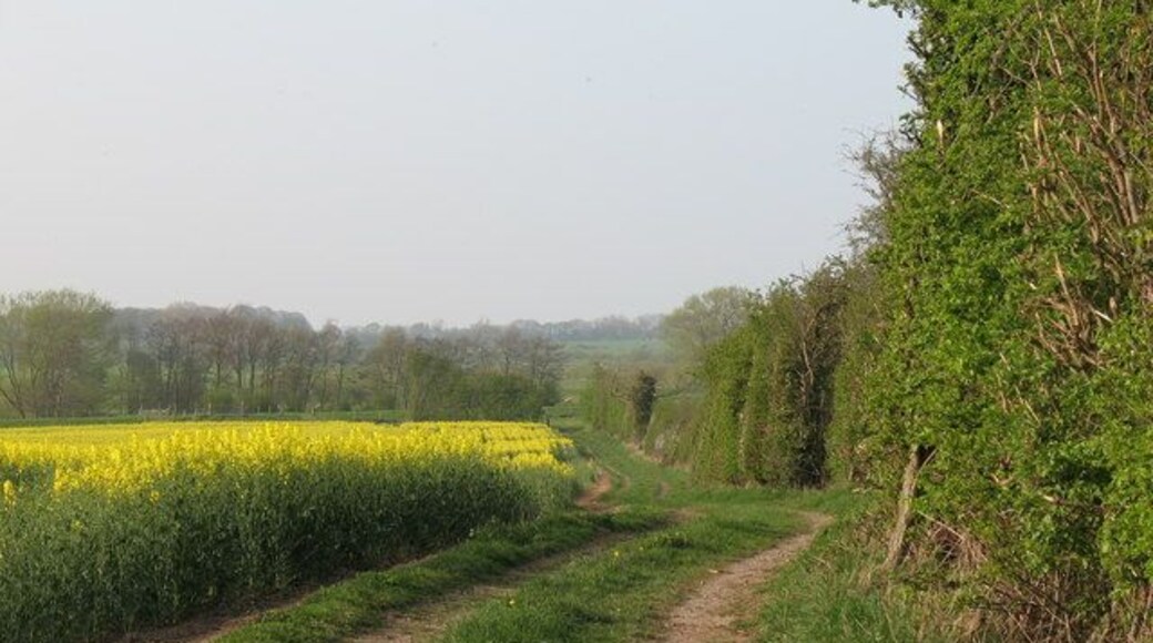 Fieldside Track Where did the path go? The footpath disappears into a field of rapeseed nearby, but a good track continues towards the Swale.