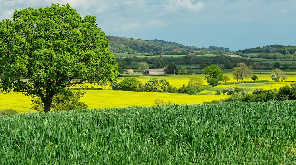 Panoramic view of the beautiful countryside in around the rural hamlet of Kilburn, near Thirsk in North Yorkshire, with large oak tree surrounded by colourful growing crops, barns and green fields.