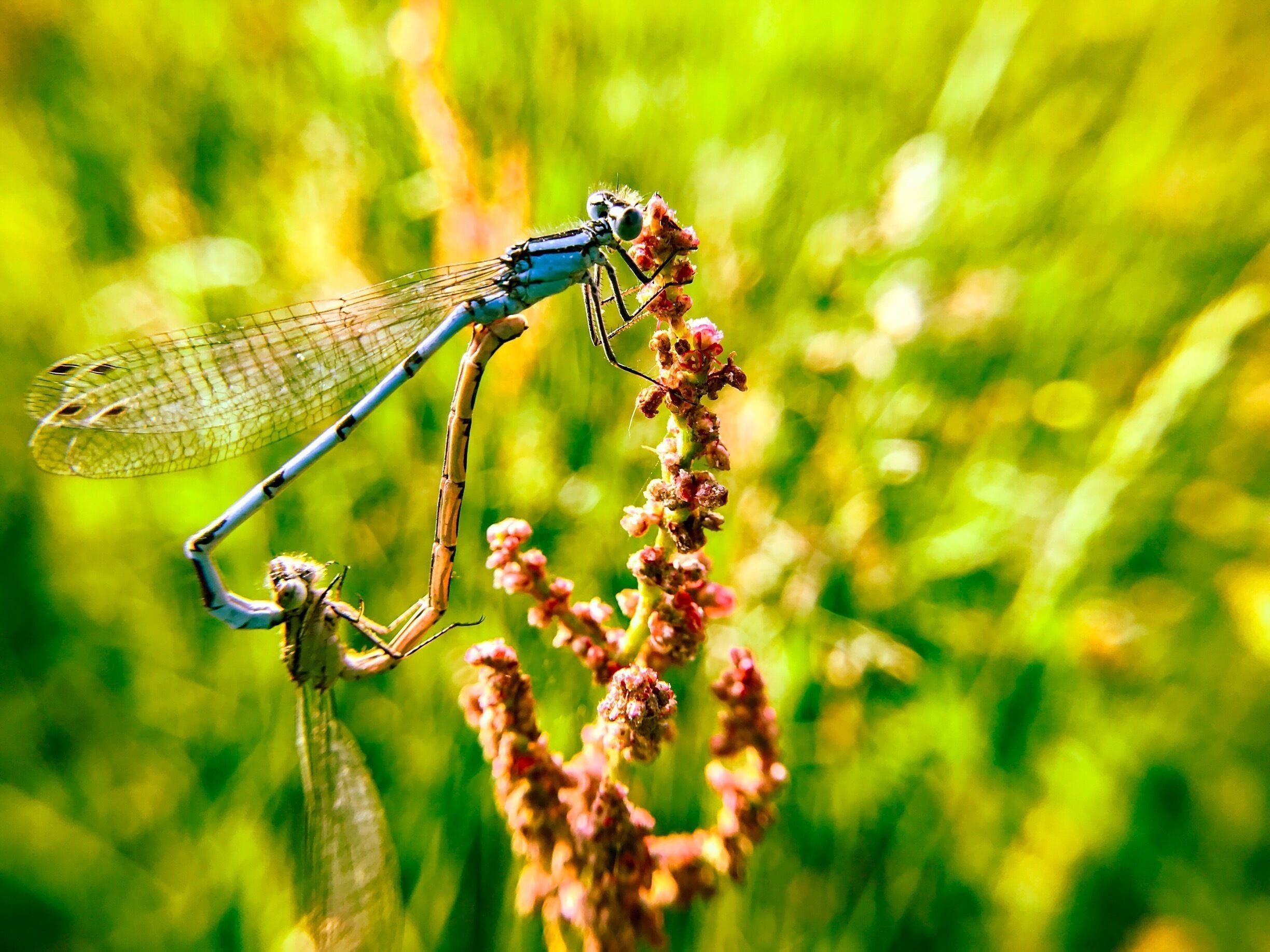 Shot these two dragonfly at Swan Pool West Brom. What a beautiful day!