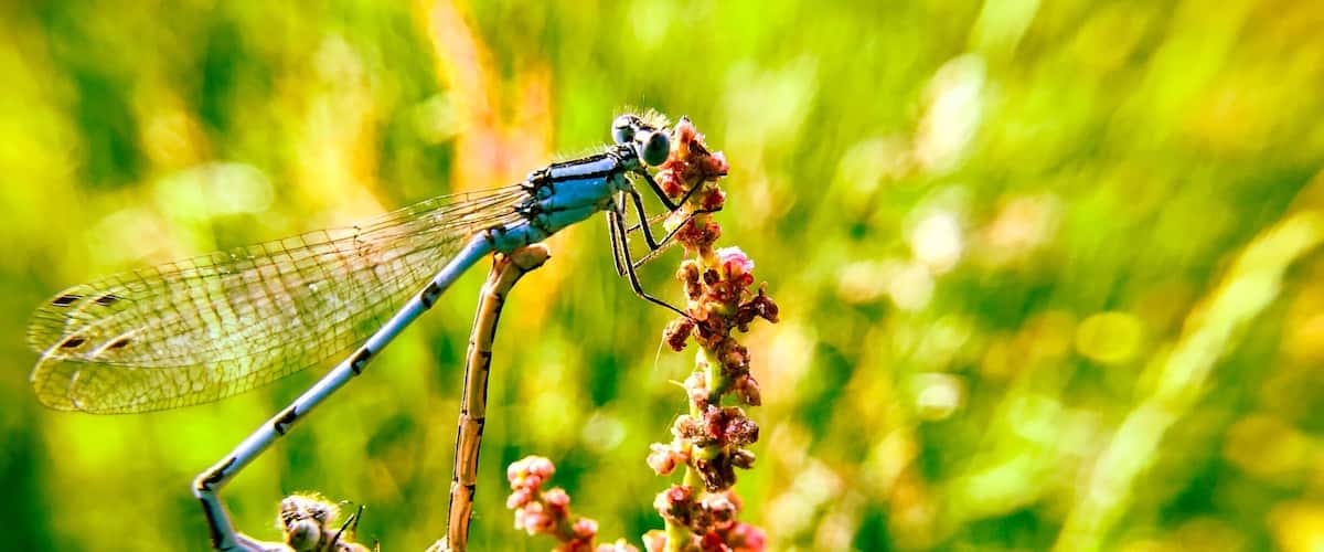 Shot these two dragonfly at Swan Pool West Brom. What a beautiful day!