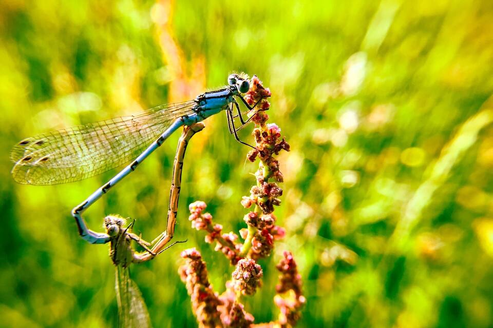 A dragonfly perched on a plant with a blurred green background.