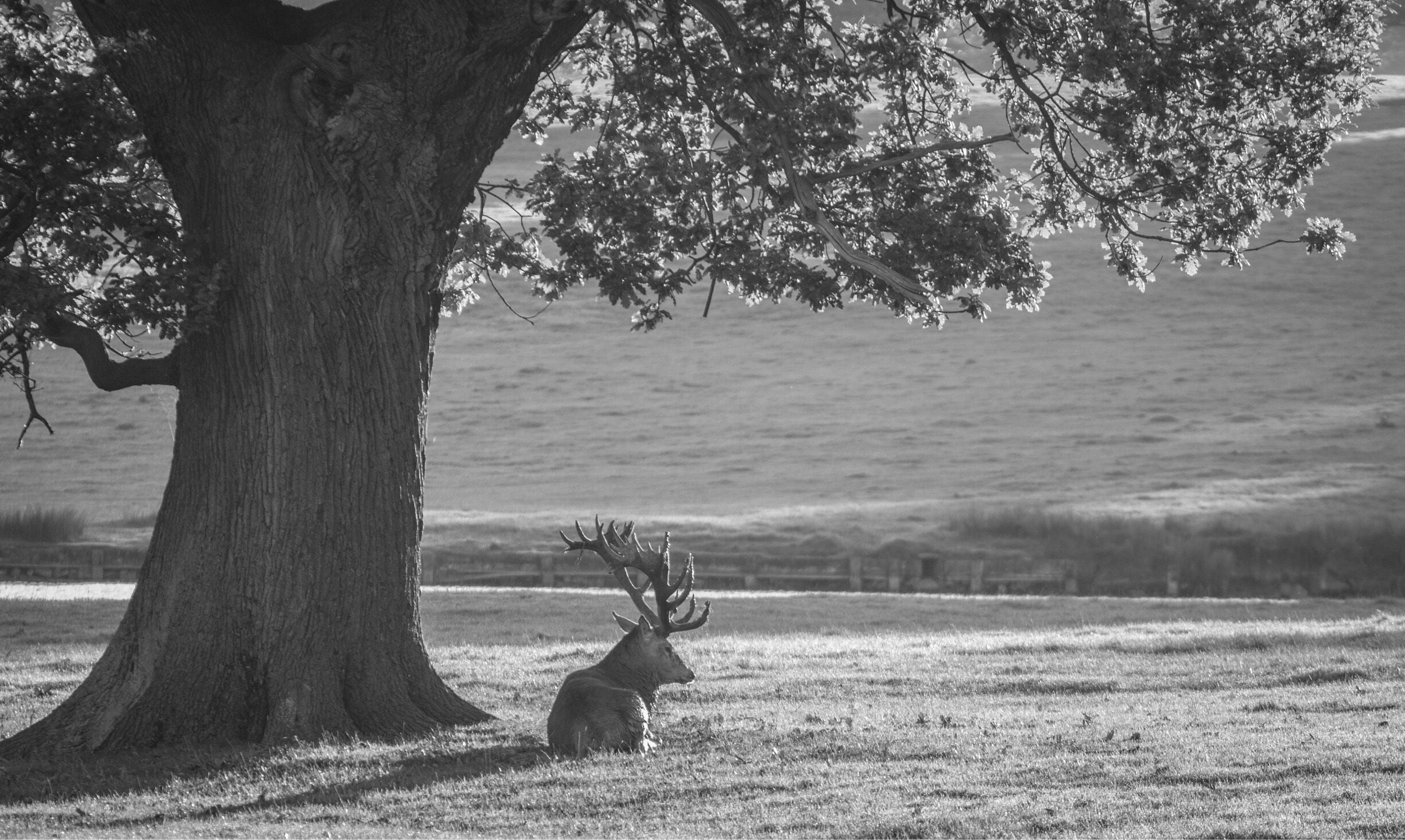 A large tree with a deer sitting under it in a grassy field.