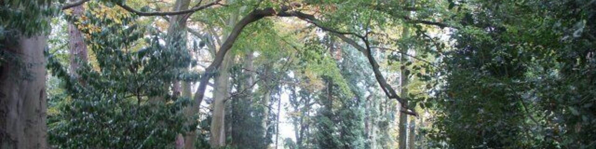 Uma trilha na floresta coberta de folhas secas.