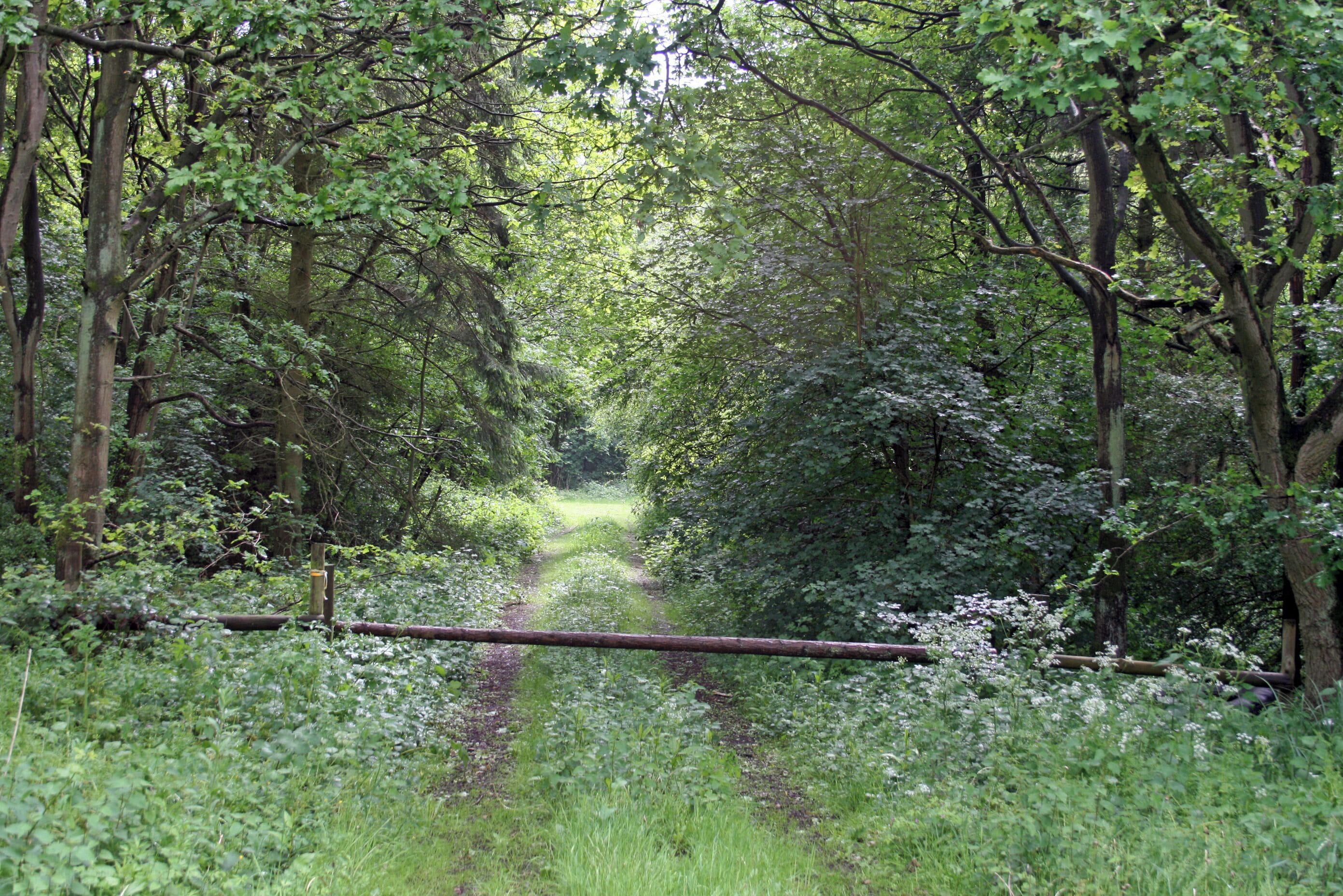 New Park Wood: South side of the road to Bardney.