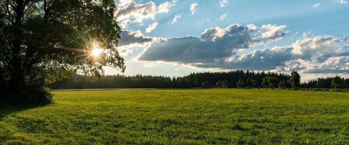 A grassy field with a tree and a forest in the background.