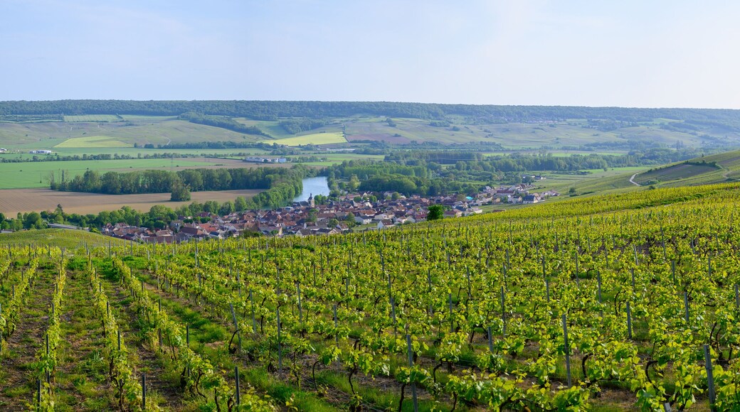 Aerial view on green premier cru champagne vineyards in Marne valley near Epernay, Champange, France