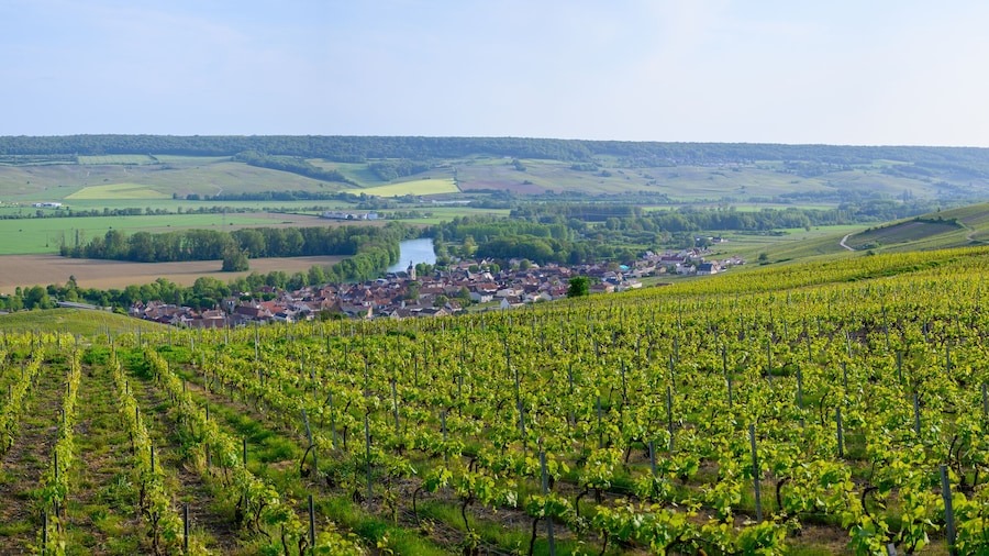 Aerial view on green premier cru champagne vineyards in Marne valley near Epernay, Champange, France